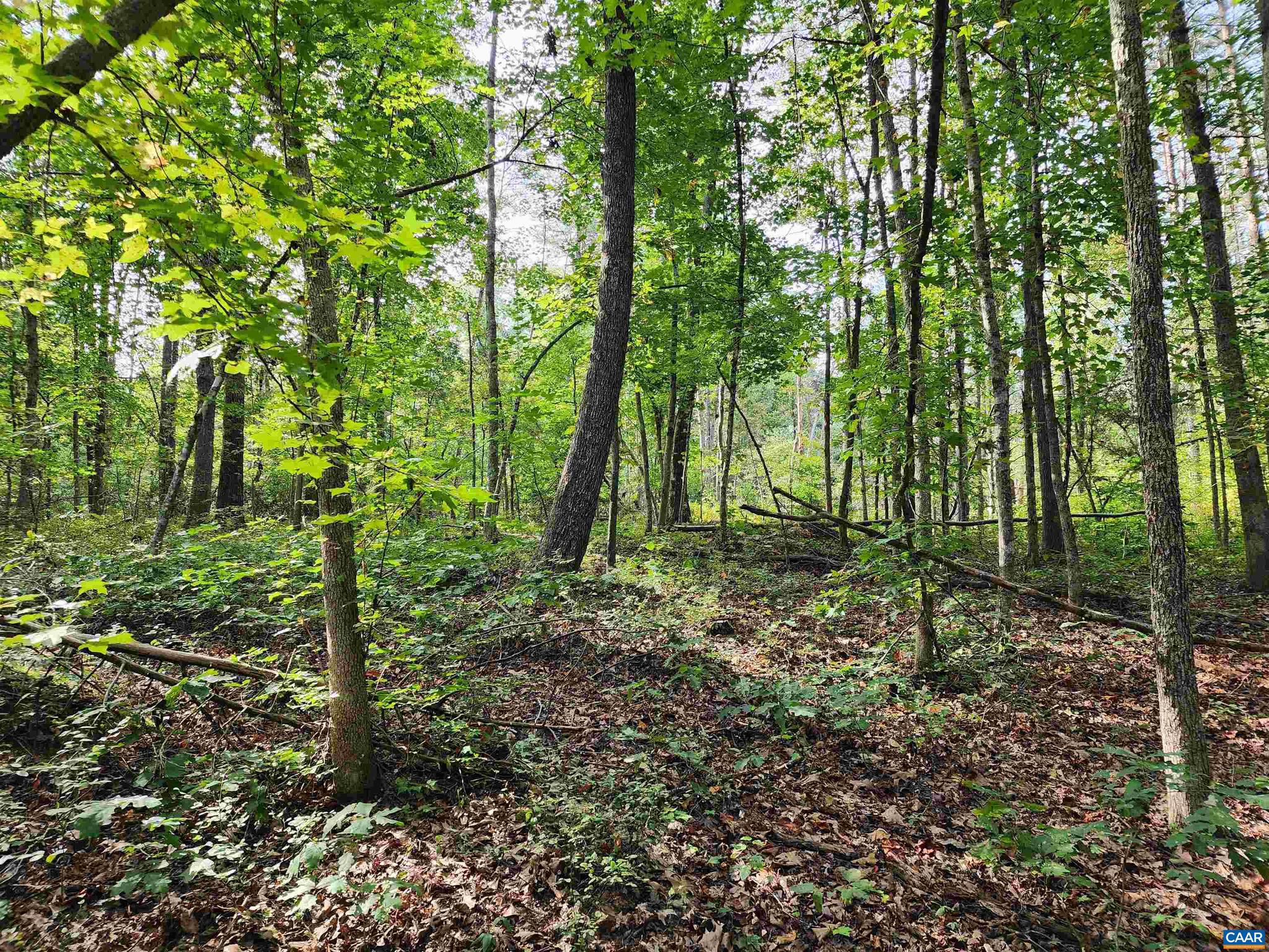 Lot 3 Walnut Shade Road Louisa, VA 23093 - Photo 7 of 12 Gallery Image 7