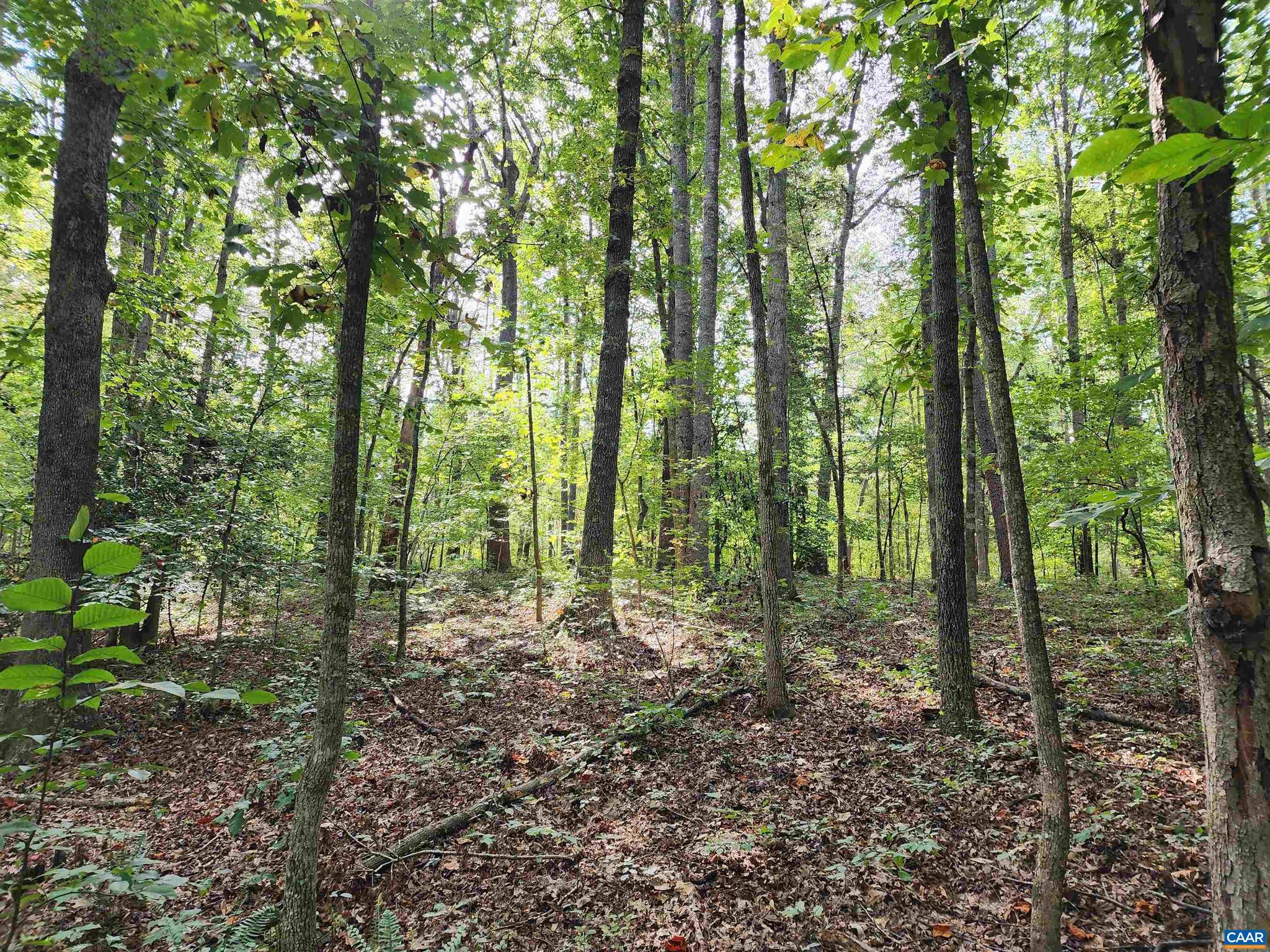 Lot 3 Walnut Shade Road Louisa, VA 23093 - Photo 9 of 12 Gallery Image 9