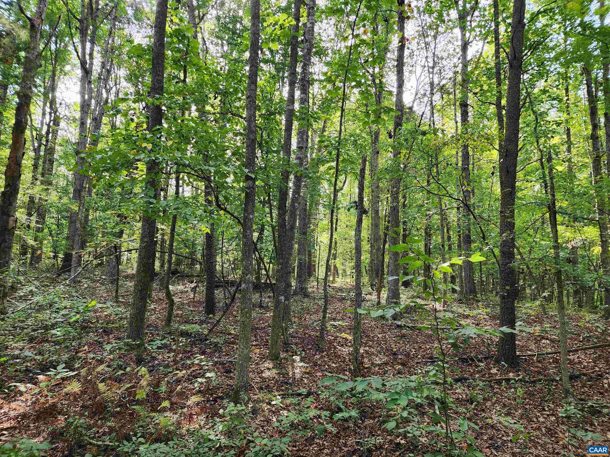 Lot 3 Walnut Shade Road Louisa, VA 23093 - Photo 10 of 12 Gallery Image 10