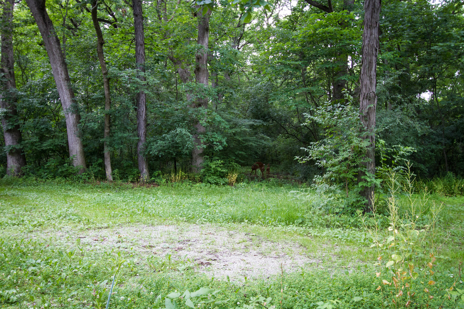 4317 Willowbrook Road Long Grove, IL 60047 - Photo 3 of 3
