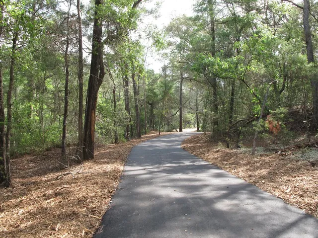 a view of a forest with trees in the background