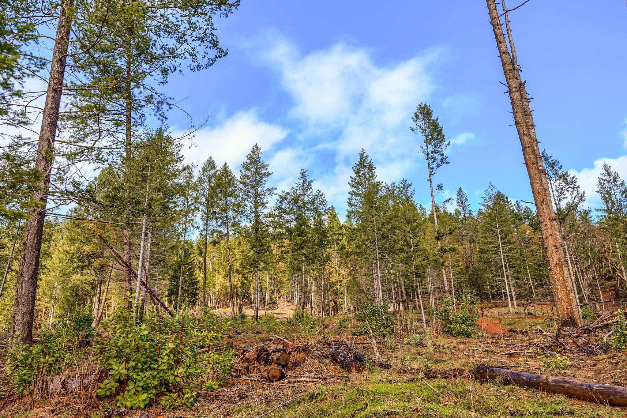 200 Hog Creek Road Merlin, OR 97532 - Photo 12 of 26 30-web-or-mls-HCR (30)