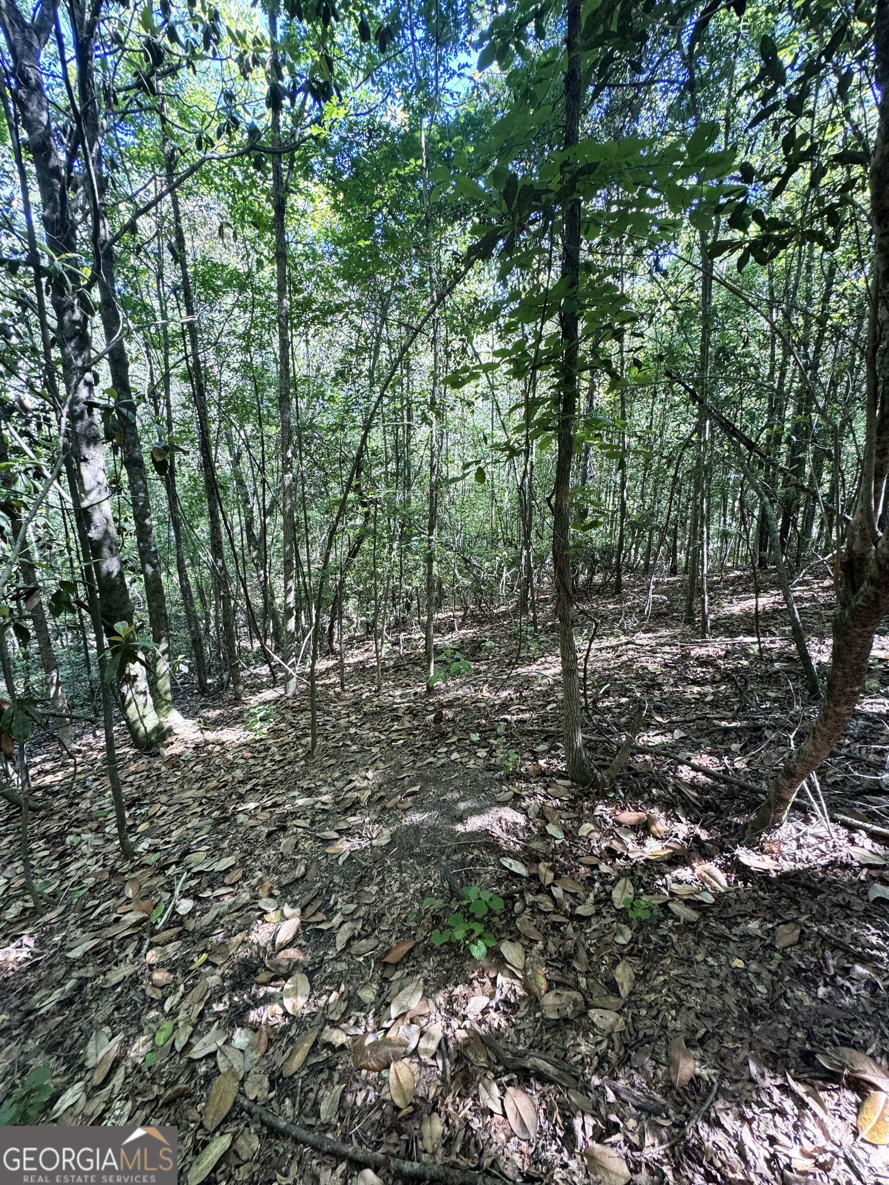 2415 Highway 82 Cuthbert, GA 39840 - Photo 19 of 25 a view of a forest with trees