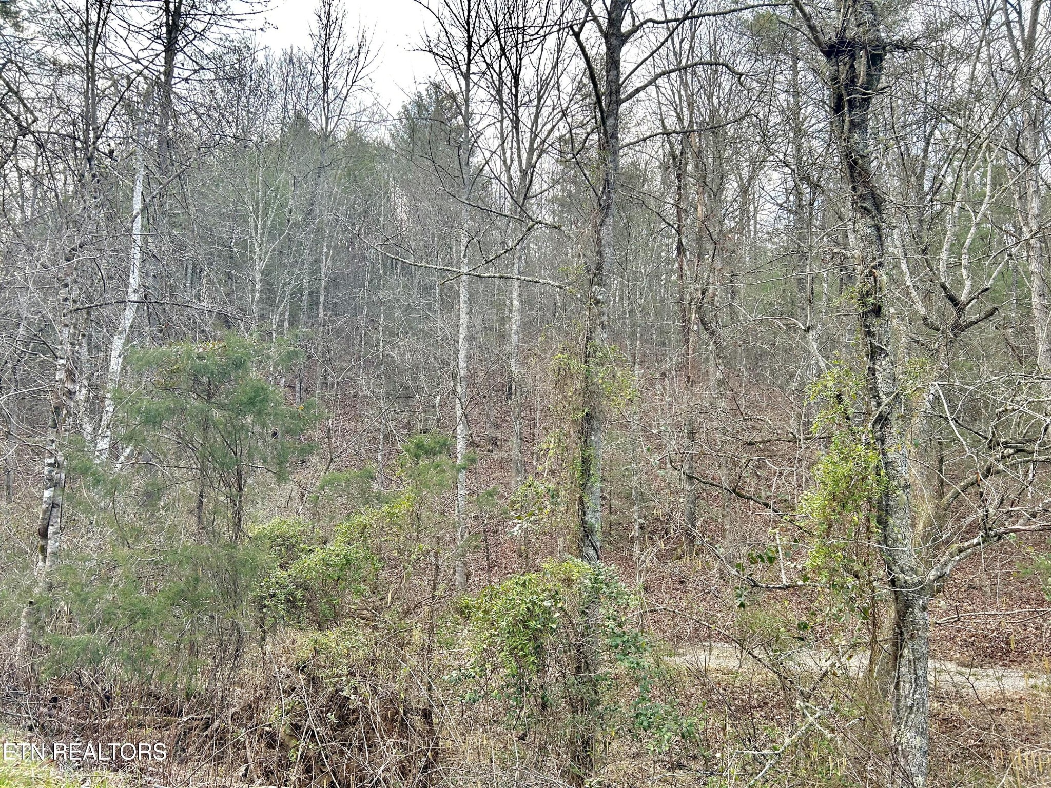 379 Maple Springs Road Reliance, TN 37369 - Photo 10 of 13 Gallery Image 10