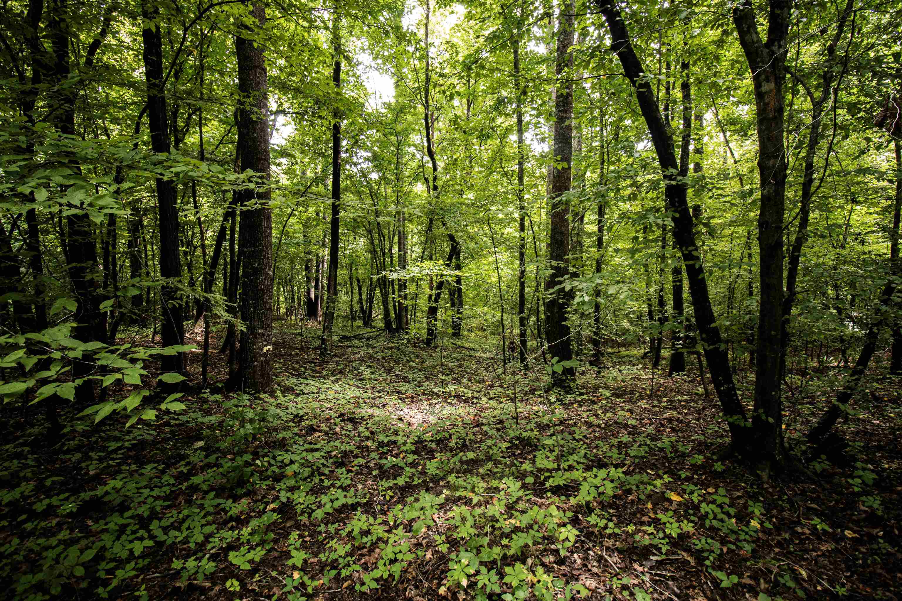 0 Mae Sigma Road Brighton, TN 38011 - Photo 20 of 35