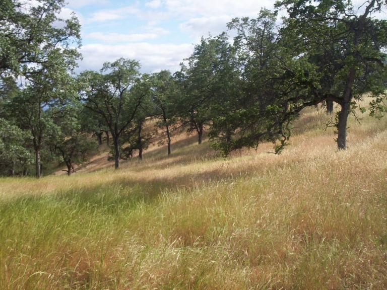 113 Roaring Creek Road Igo, CA 96047 - Photo 1 of 1 Listing Photo