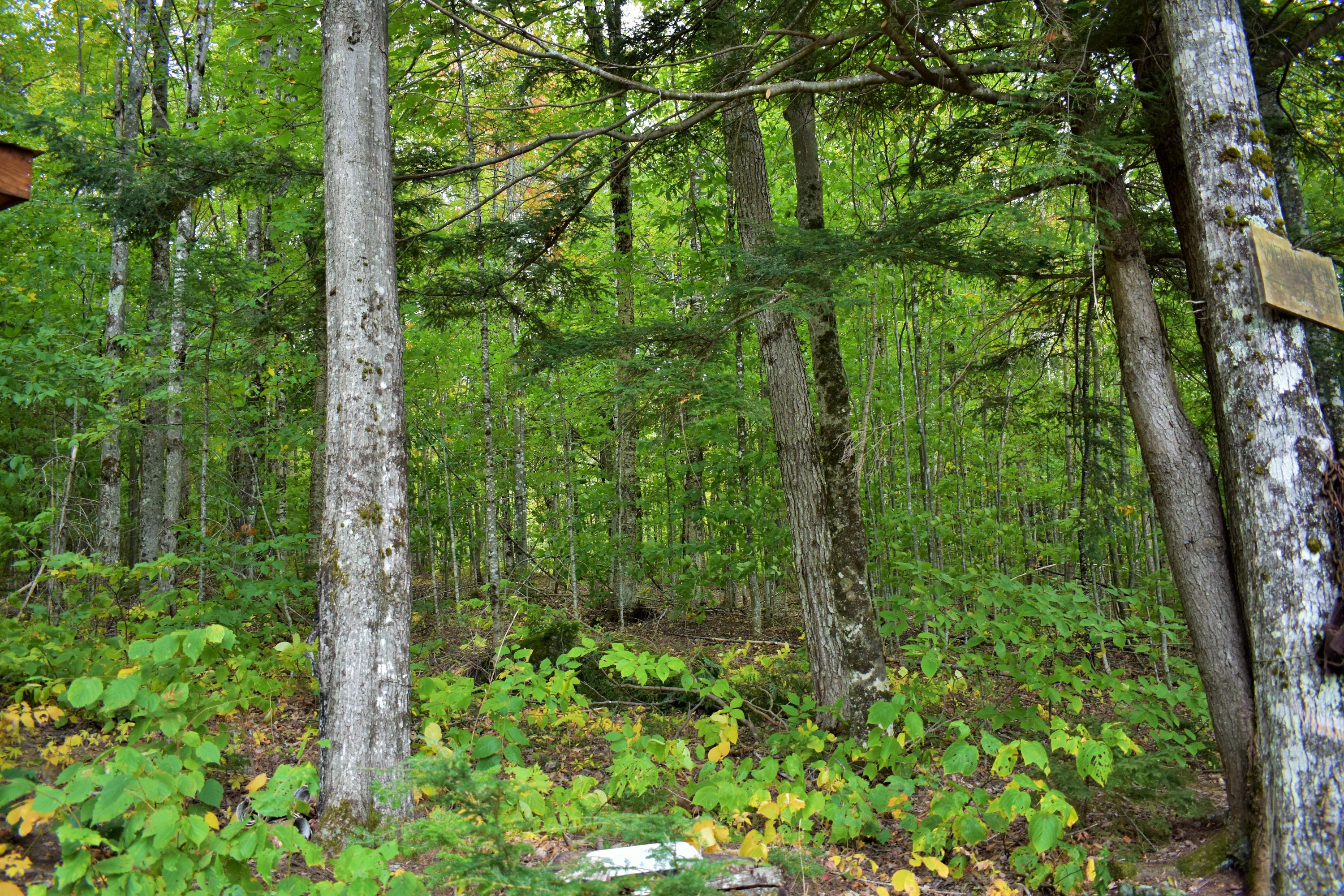 216 Bean Corner Road Harmony, ME 04942 - Photo 44 of 47 39b