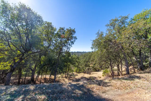 a view of a forest with trees in the background