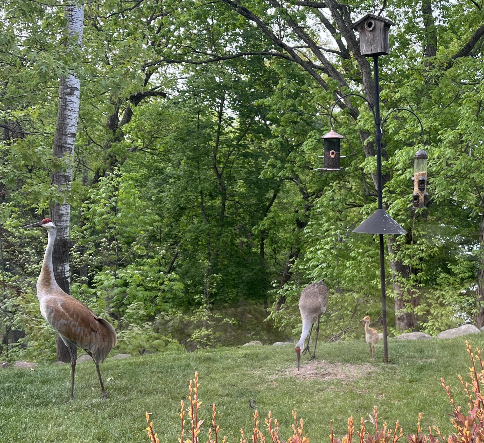 W1969 Itsa Little Road East Troy, WI 53120 - Photo 63 of 73 nature 1