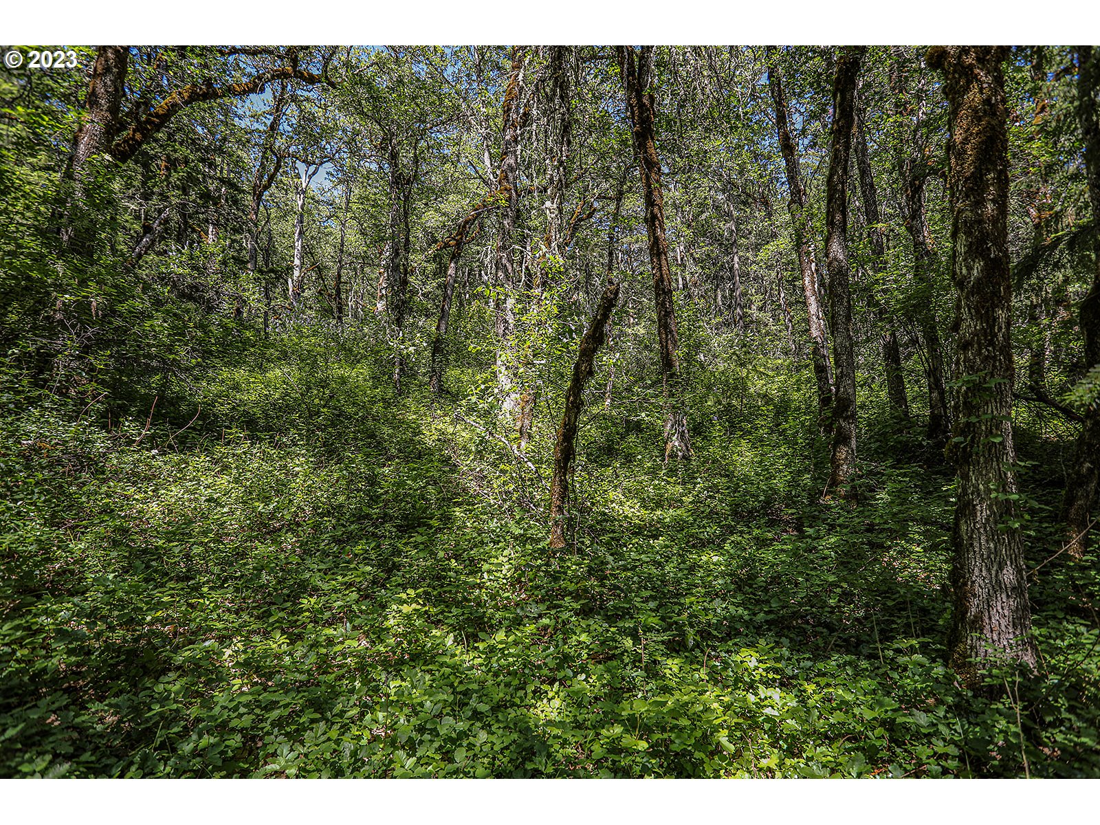 Lyons Road White Salmon, WA 98672 - Photo 20 of 41 a view of a forest with lush green forest
