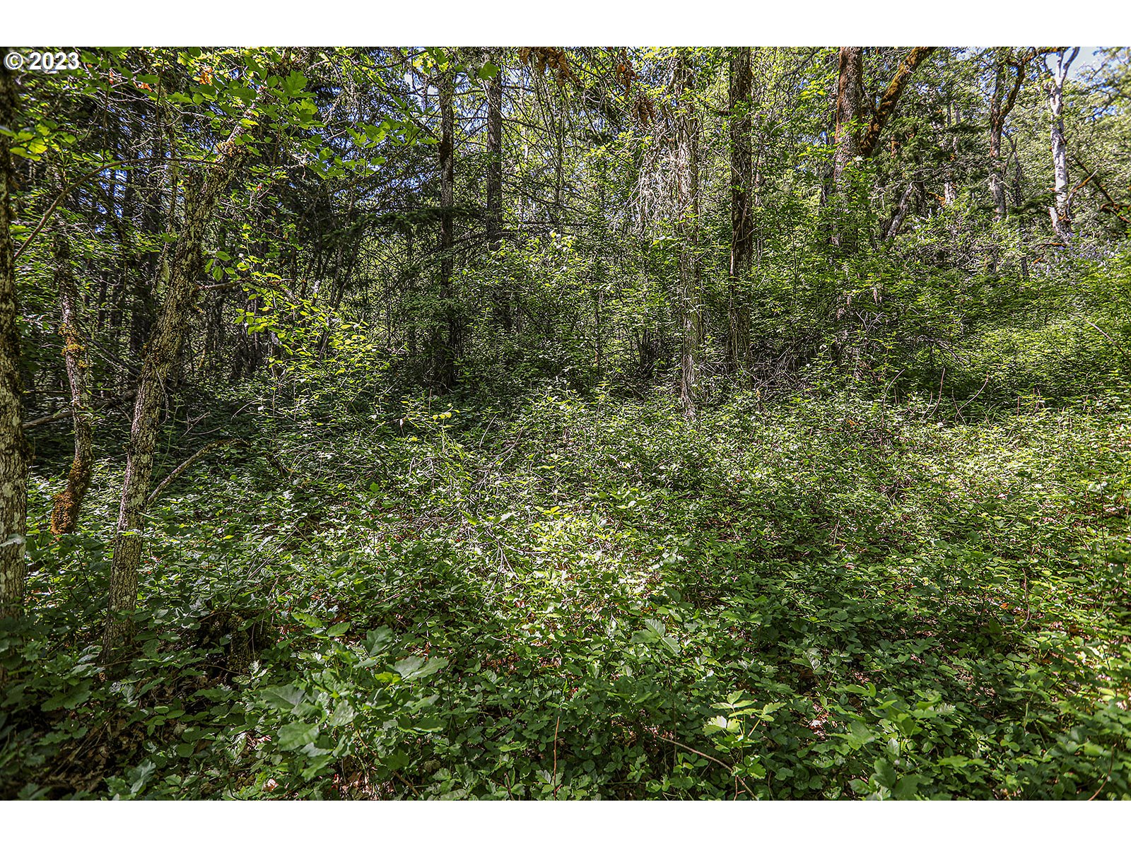 Lyons Road White Salmon, WA 98672 - Photo 21 of 41 a view of a forest with a street