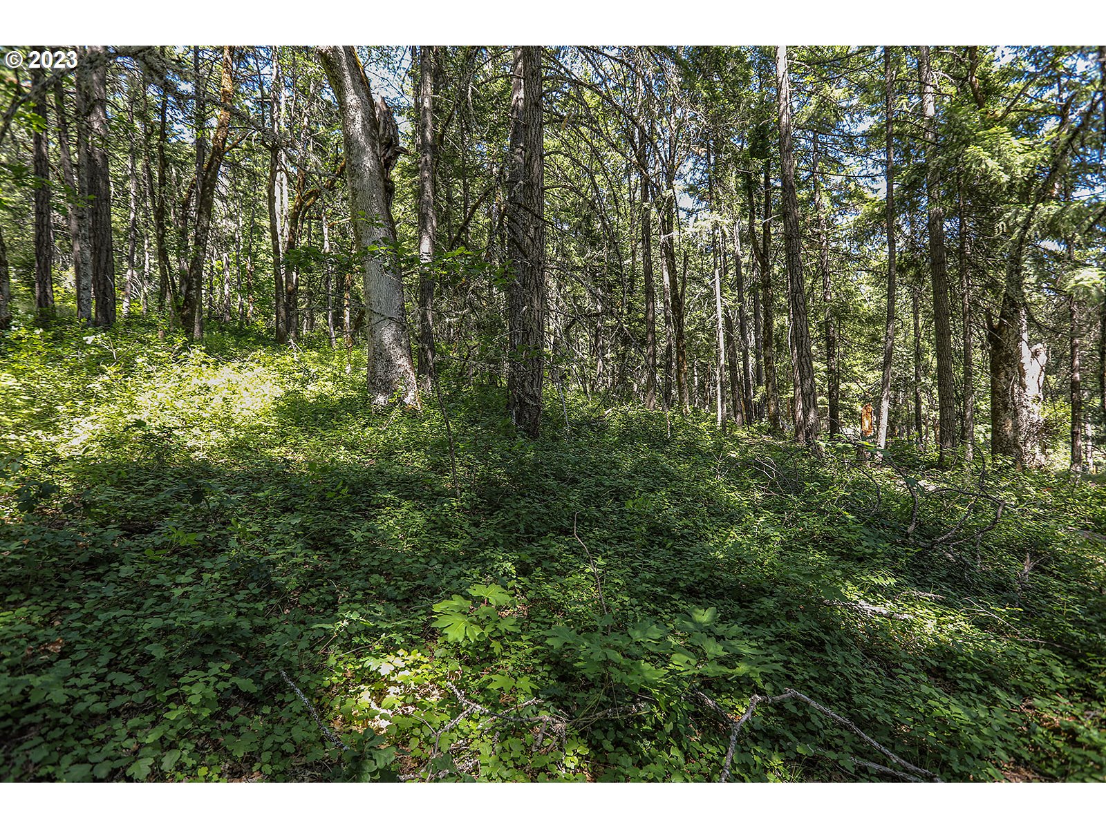 Lyons Road White Salmon, WA 98672 - Photo 27 of 41