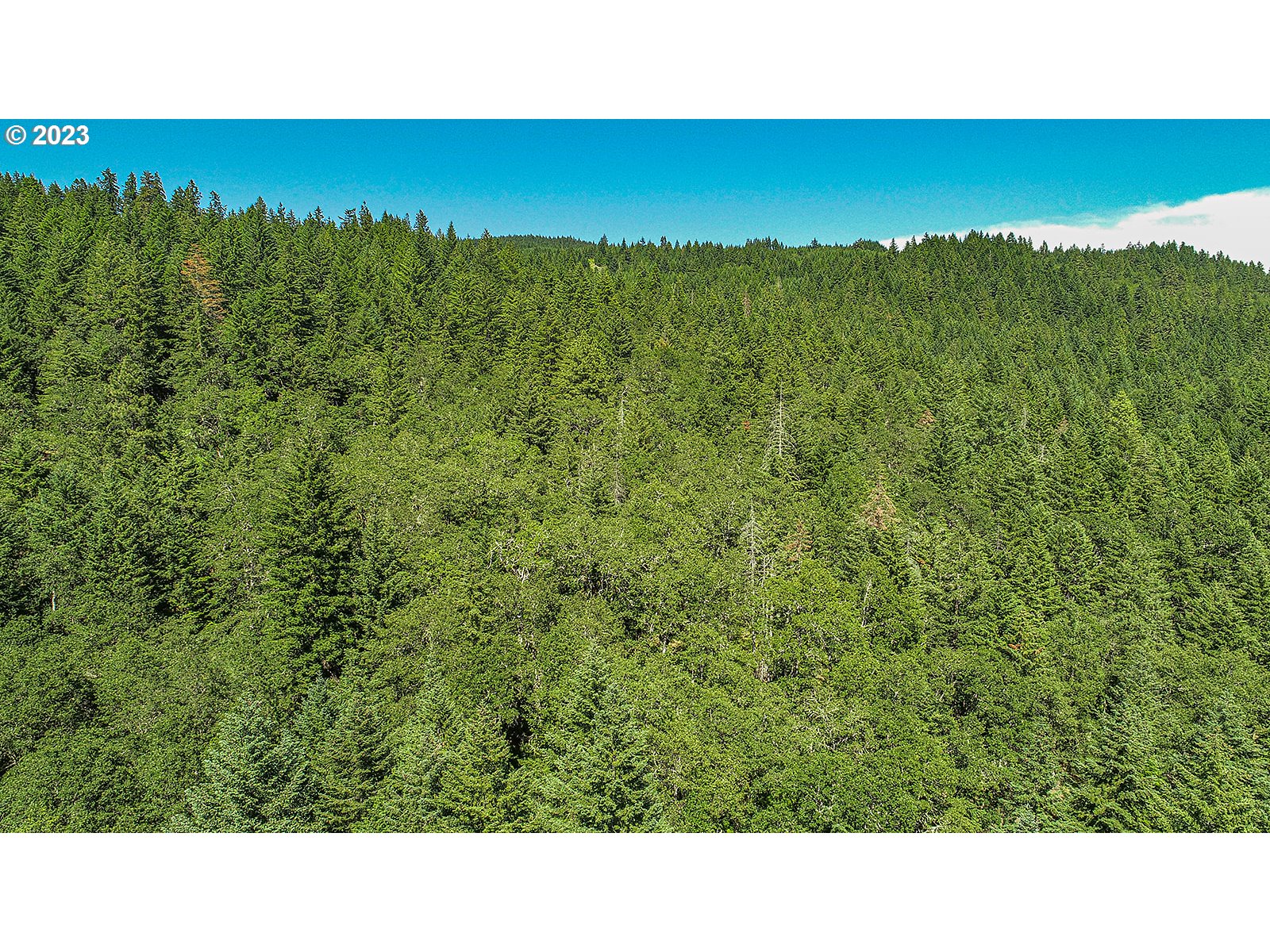 Lyons Road White Salmon, WA 98672 - Photo 37 of 41 a open area with trees in the background