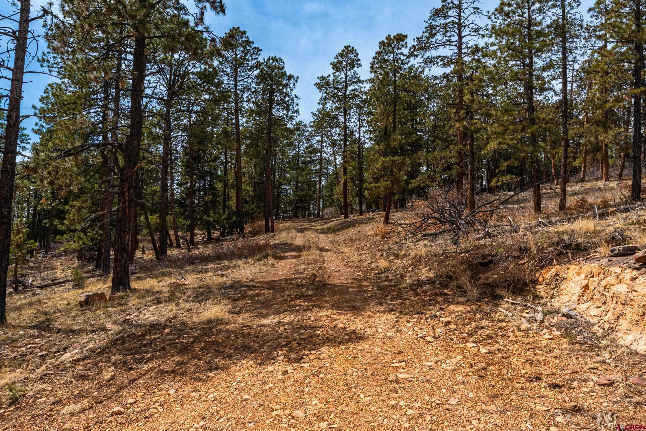 Lot 15 Taylor Ranch Road Durango, CO 81301 - Photo 33 of 35 a view of a yard with trees