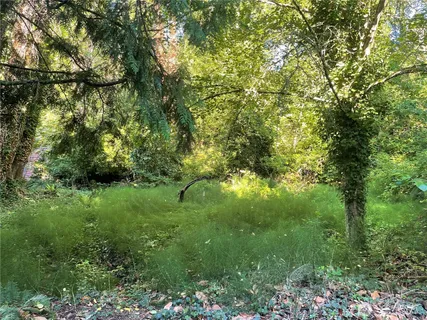 a view of a tree in a forest
