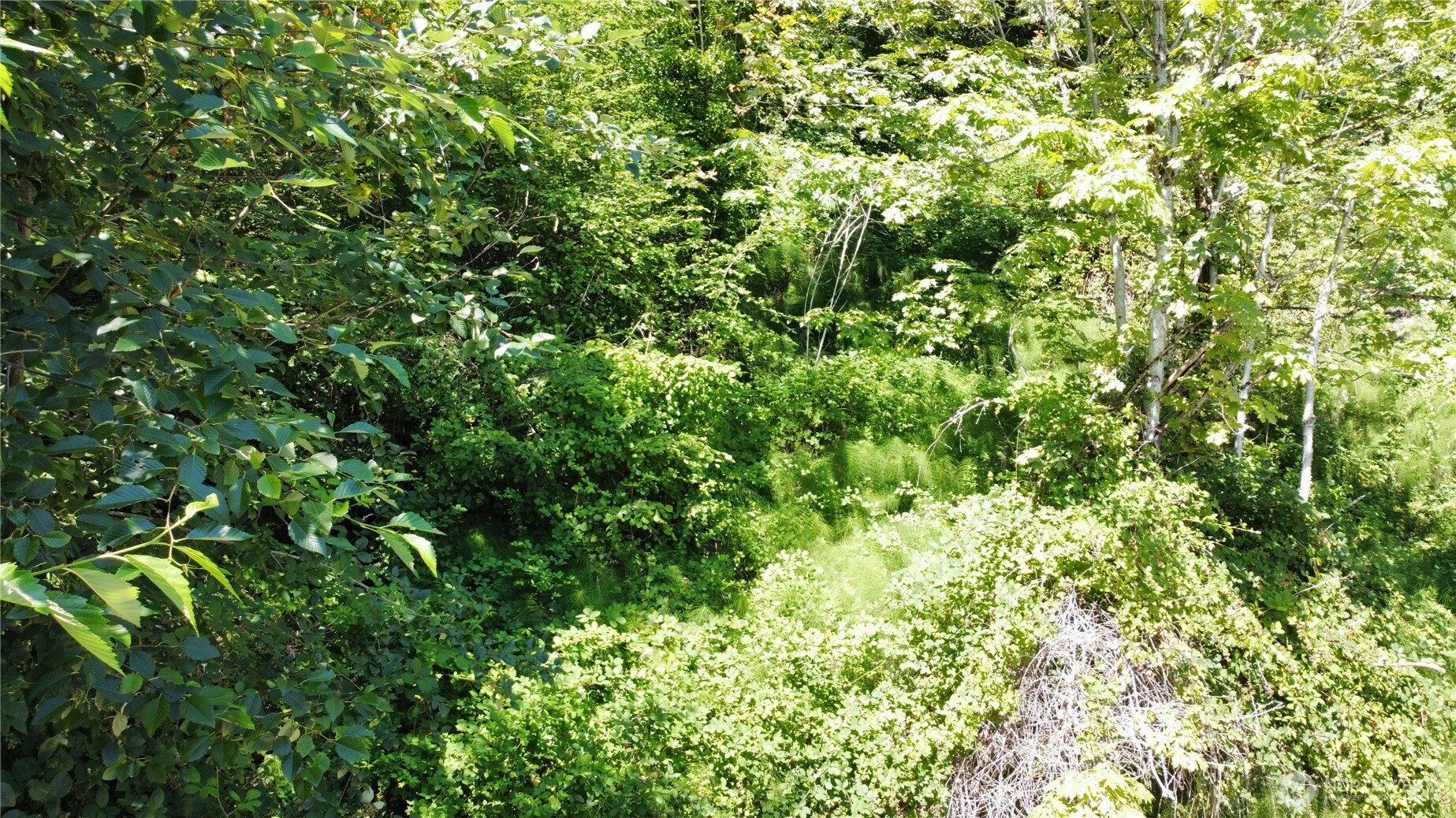 7421 East Mercer Way Mercer Island, WA 98040 - Photo 13 of 15 a view of a lush green field