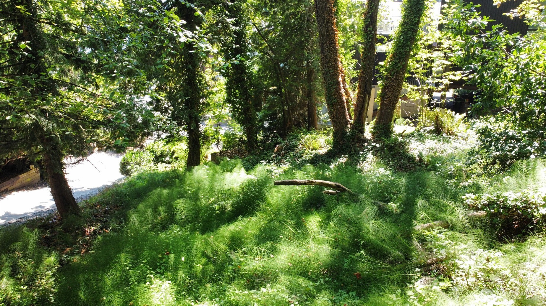 7421 East Mercer Way Mercer Island, WA 98040 - Photo 14 of 15 a view of a tree in a forest