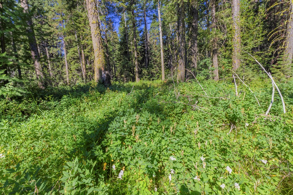 2 Arling Trail, Unit 5A45 Cascade, ID 83611 - Photo 7 of 15 Gorgeous Forest