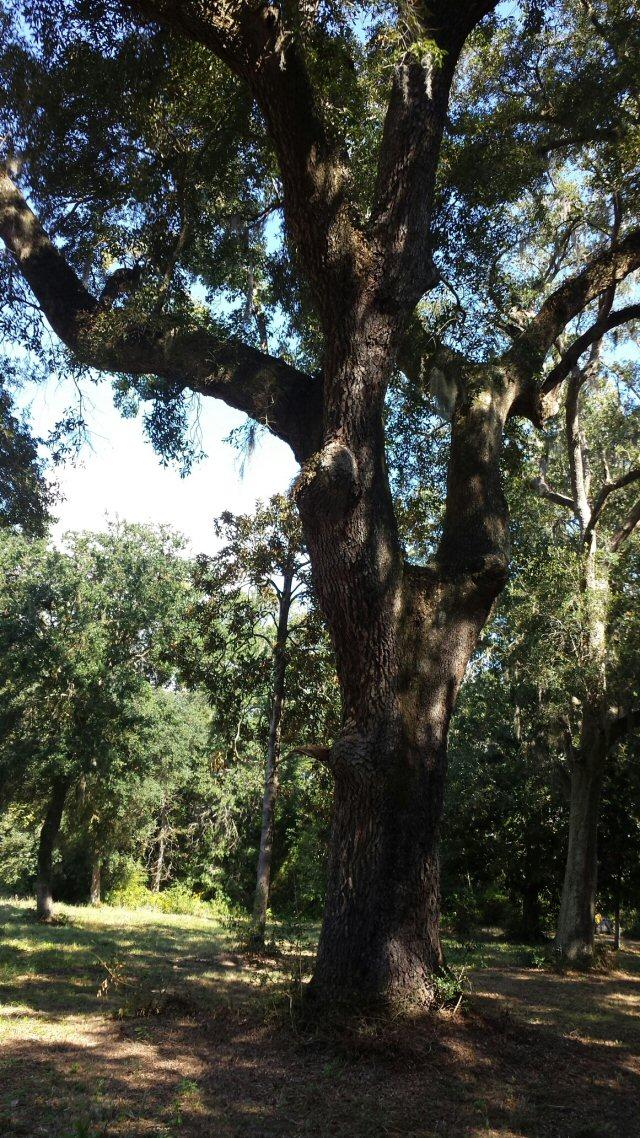 D1 Shark Hole Road Meggett, SC 29449 - Photo 3 of 9 brush pic 5