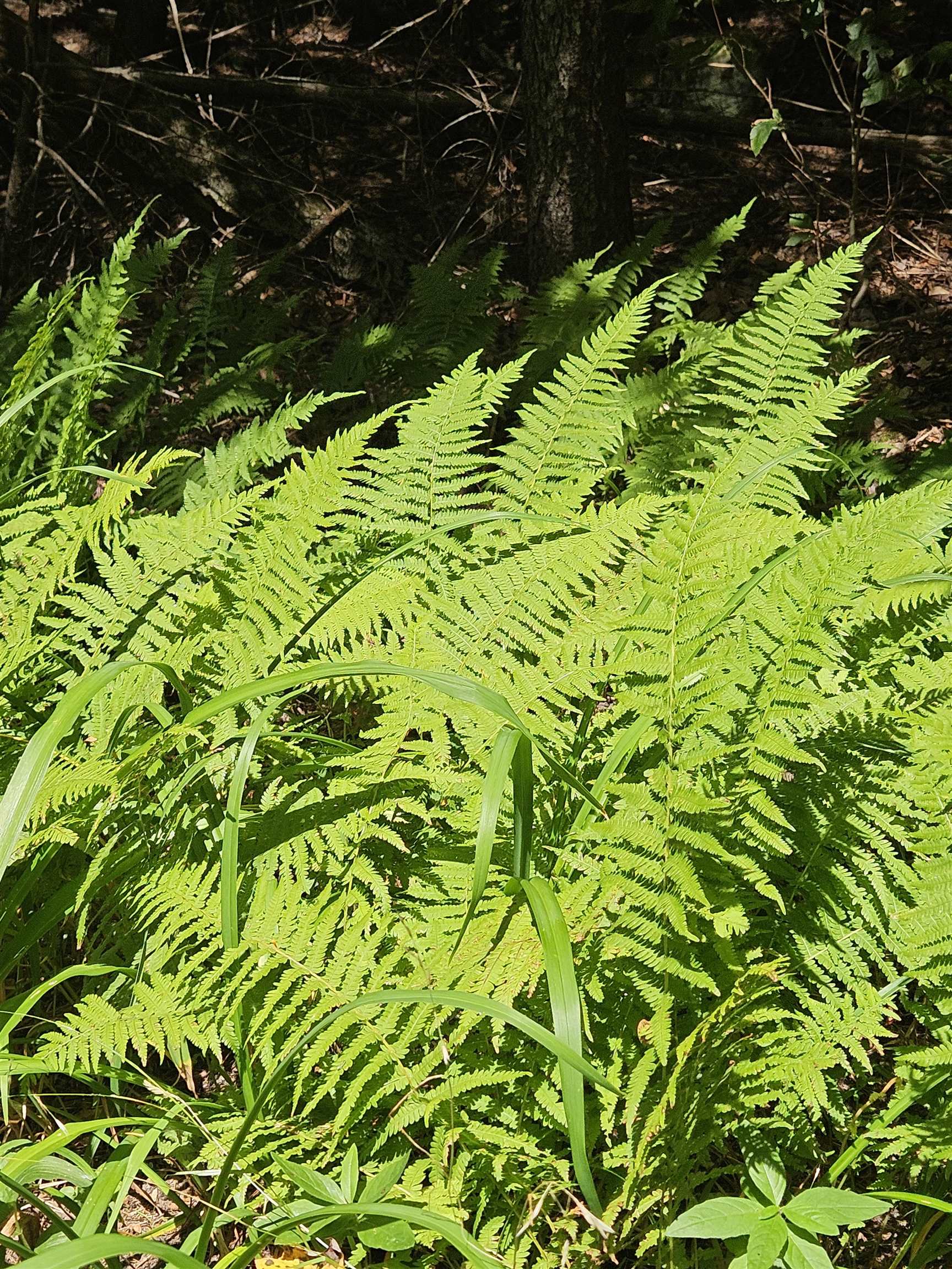 27 Country Court Wilmington, VT 05363 - Photo 13 of 48