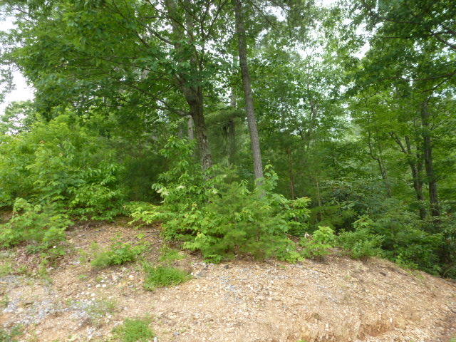 Kelly Ridge Road Townsend, TN 37882 - Photo 11 of 22 P1060859