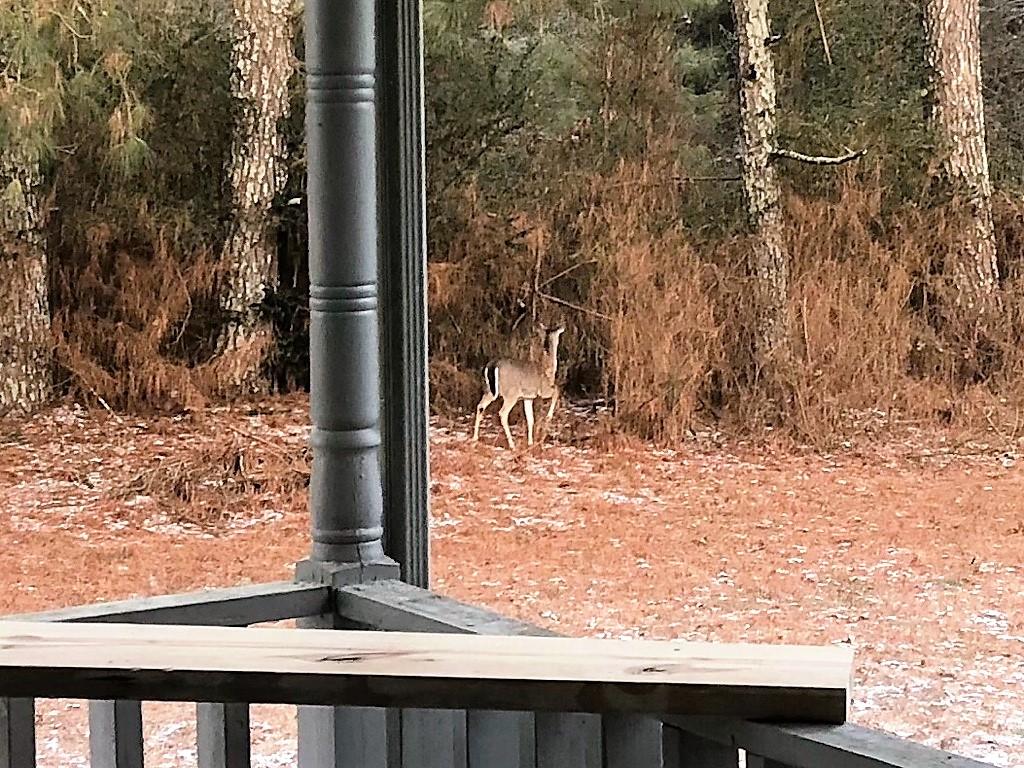 1044 Old Three Notch Road Ringgold, GA 30736 - Photo 32 of 34 deer 2