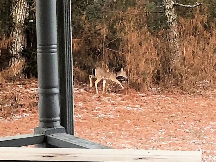 1044 Old Three Notch Road Ringgold, GA 30736 - Photo 34 of 34 deer