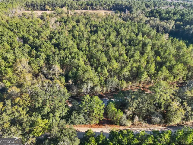 a view of a forest with a tree