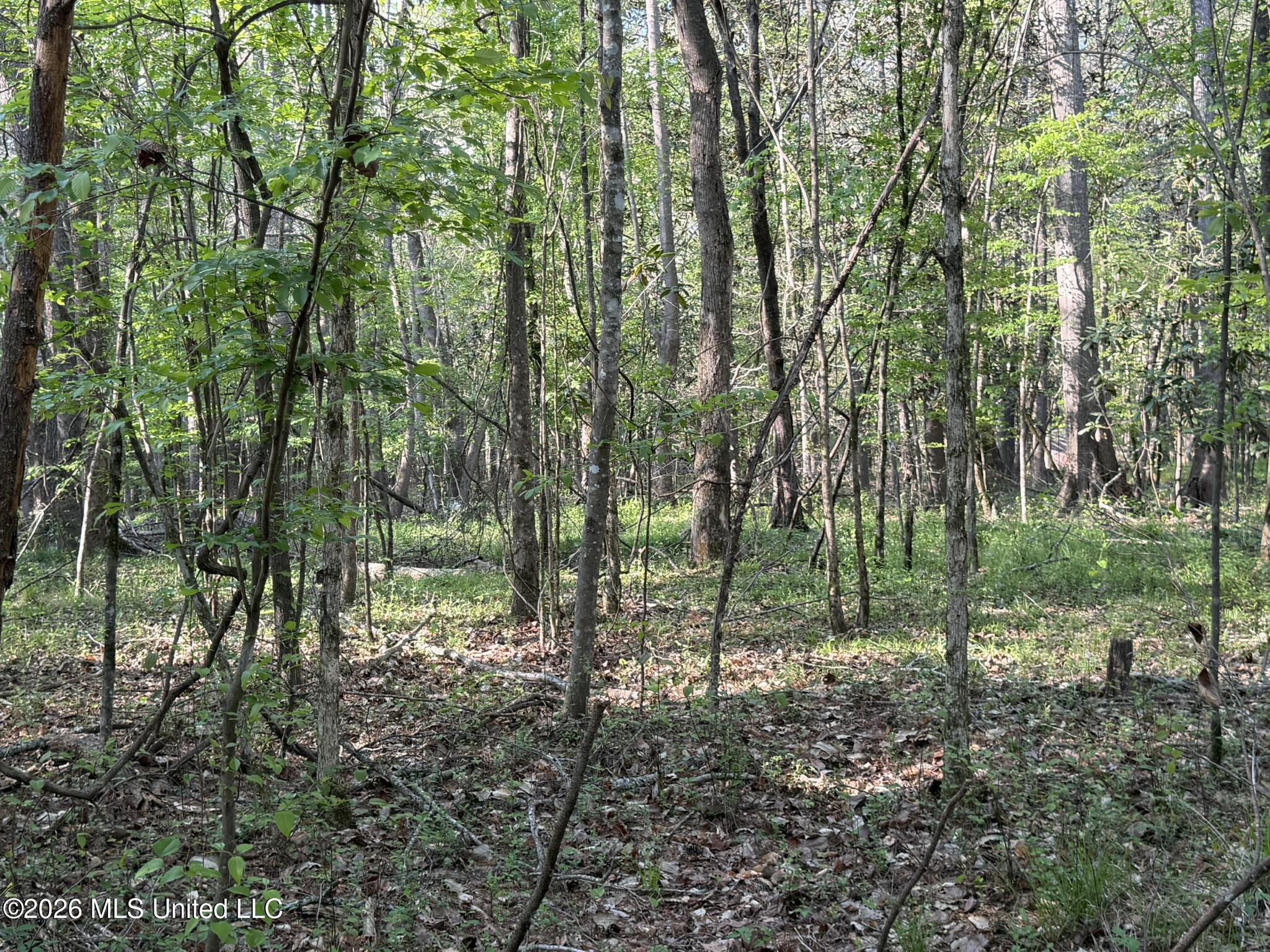 Owen Boone Road Brandon, MS 39042 - Photo 6 of 17 IMG_0642