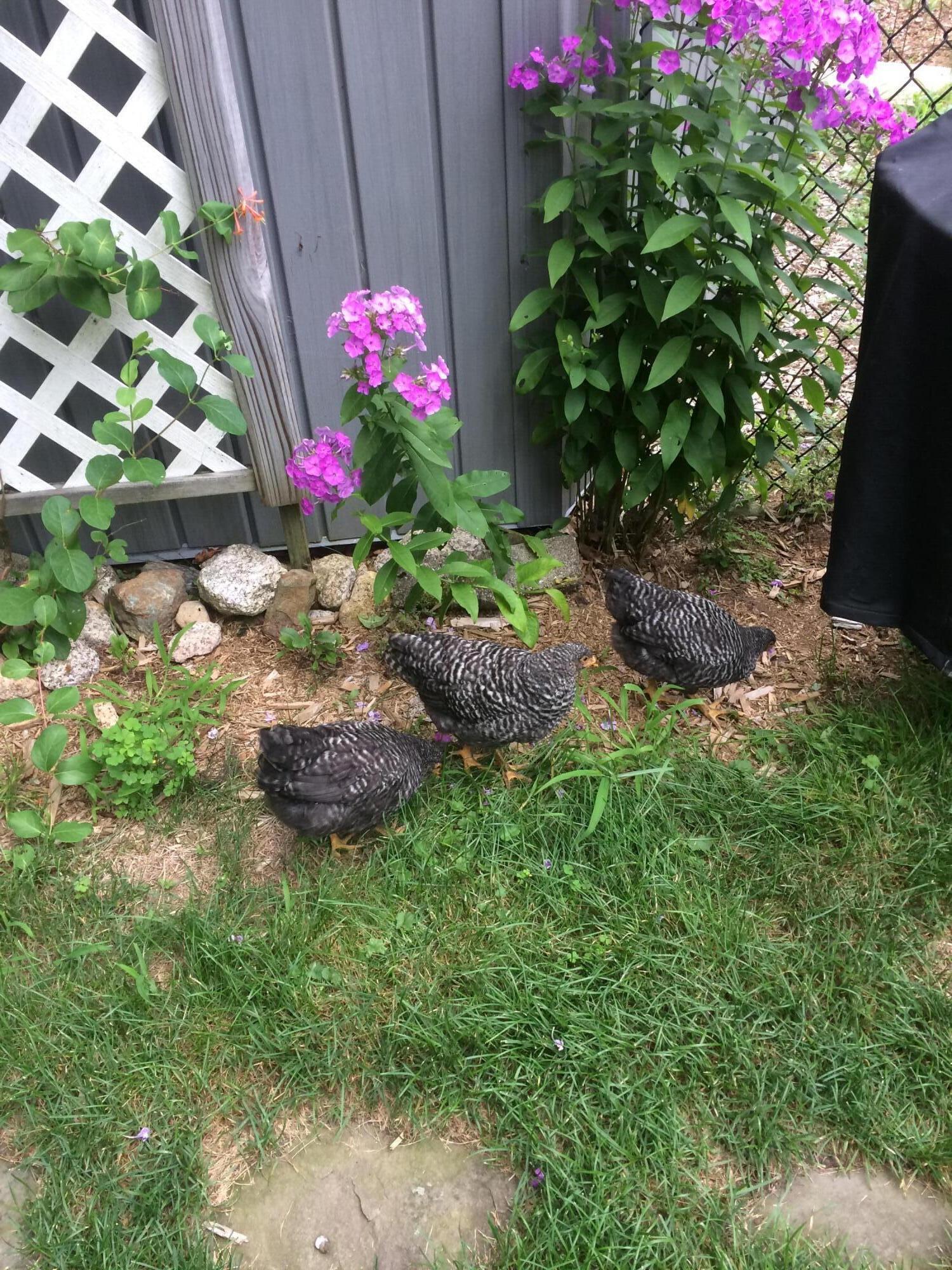 661 Herrick Road Sedgwick, ME 04673 - Photo 53 of 63 Chickens