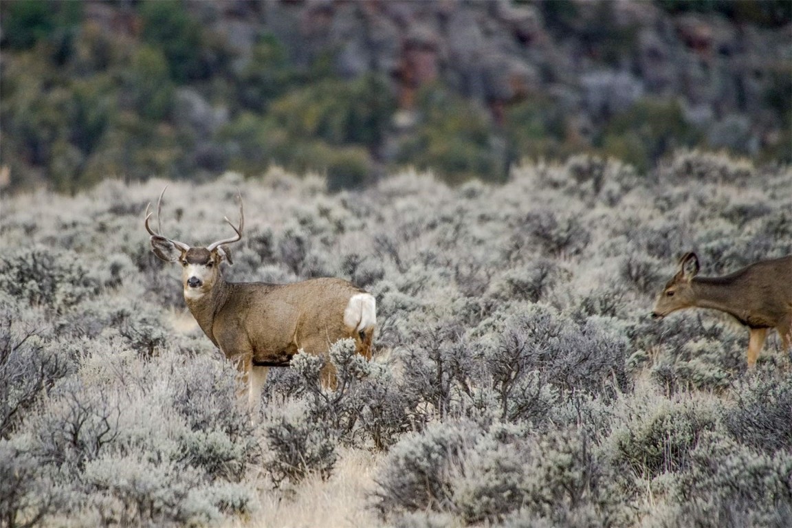 10 County Road 10 Maybell, CO 81640 - Photo 12 of 42 a view of a dry yard with lots of green space