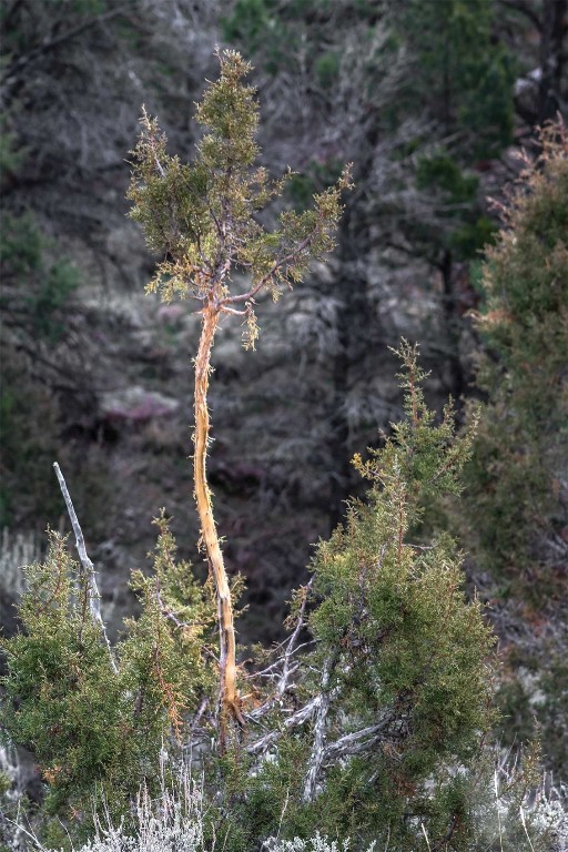 10 County Road 10 Maybell, CO 81640 - Photo 17 of 42 a aerial view of house with yard