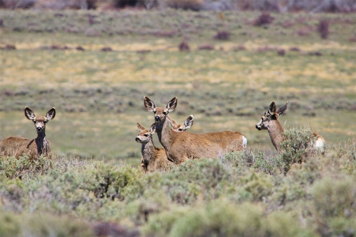10 County Road 10 Maybell, CO 81640 - Photo 29 of 42 a view of a dry yard