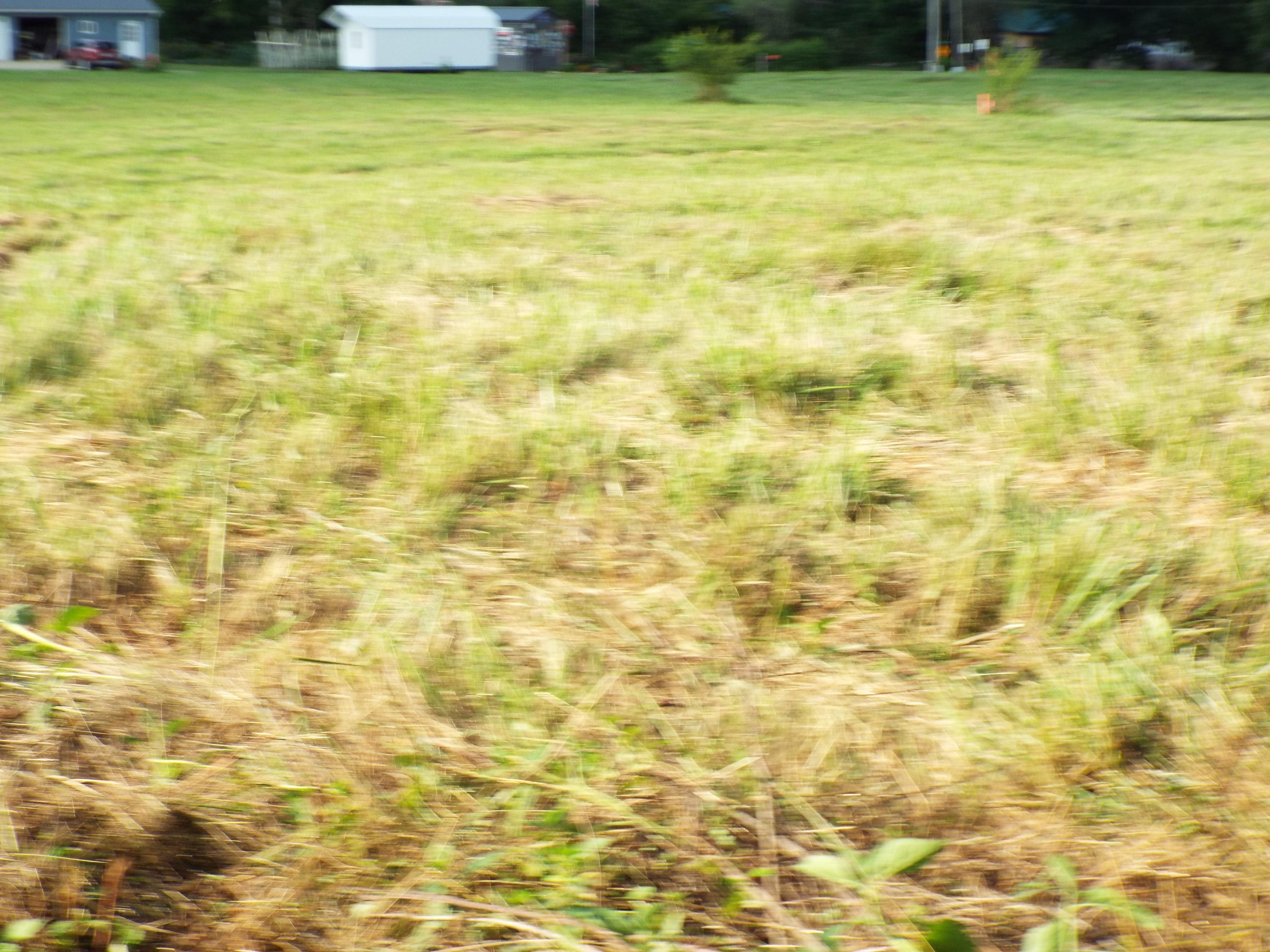 Lot #4 Padgett Mill Road Cosby, TN 37722 - Photo 6 of 10 DSCF5564
