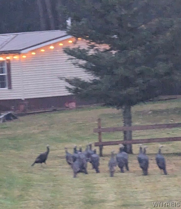 6450 Campbell Road Pike, NY 14066 - Photo 29 of 30 Wild turkey visiting the property