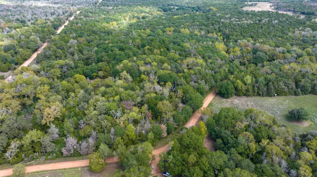 a view of a forest with a houses of a yard