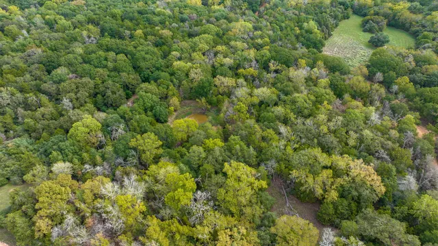 a view of a lush green forest with a tree