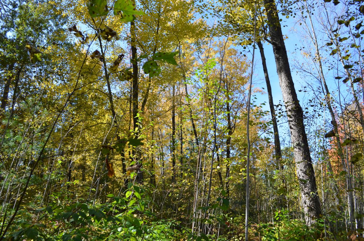 Lot 3 Deer Lake Road East Tomahawk, WI 54487 - Photo 11 of 18 Gallery Image 11