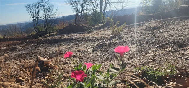 a view of a yard with a tree