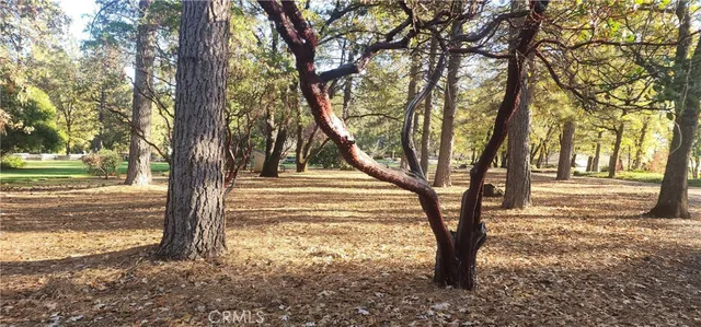 a grassy field with trees in the background