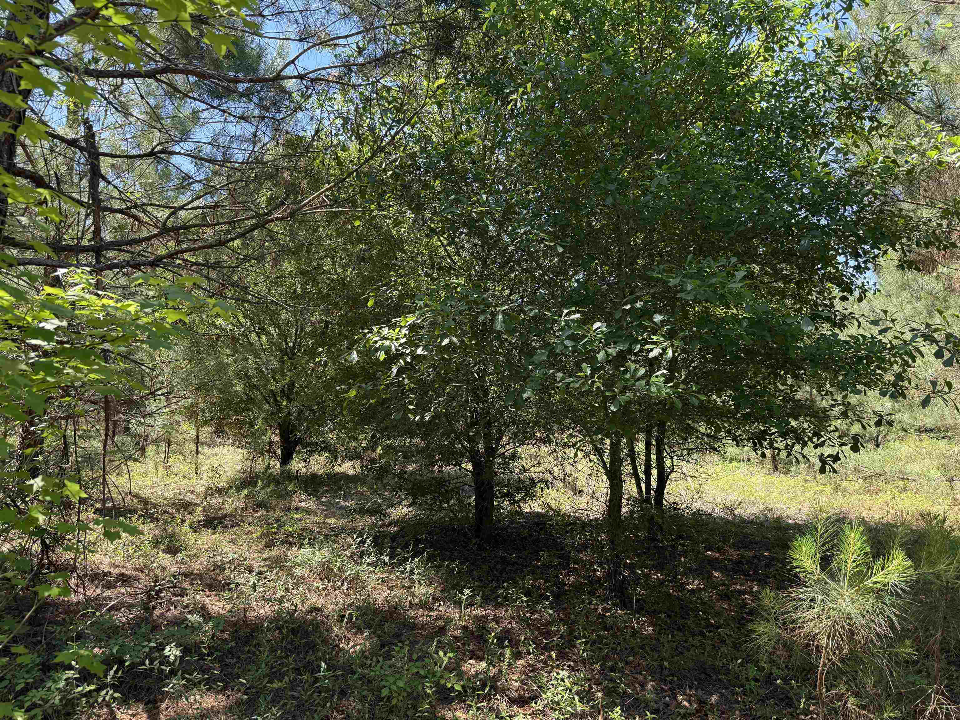 5432 June Burn Road Manning, SC 29102 - Photo 29 of 32
