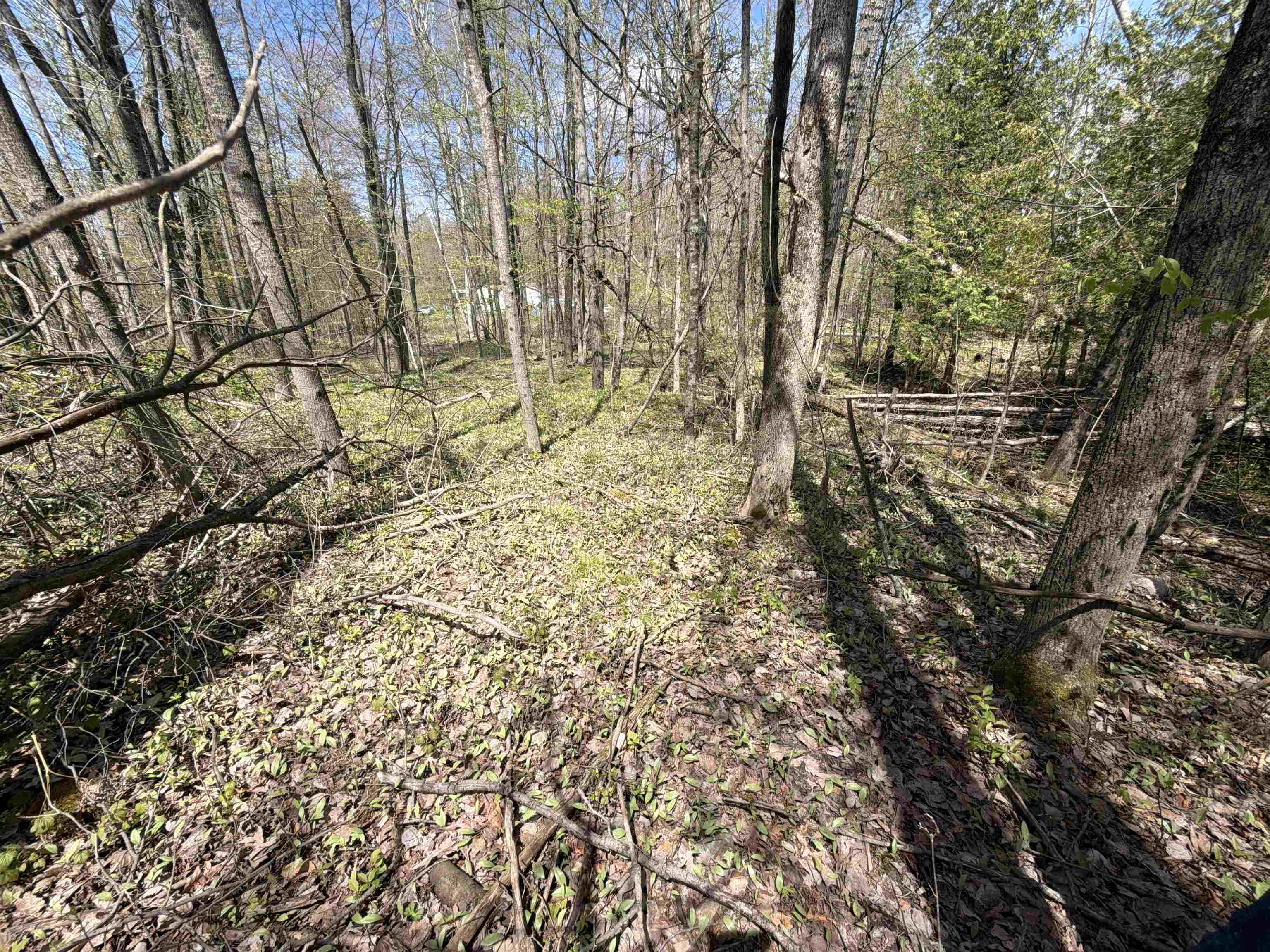 11310 West Rosebush Road Weidman, MI 48893 - Photo 6 of 12