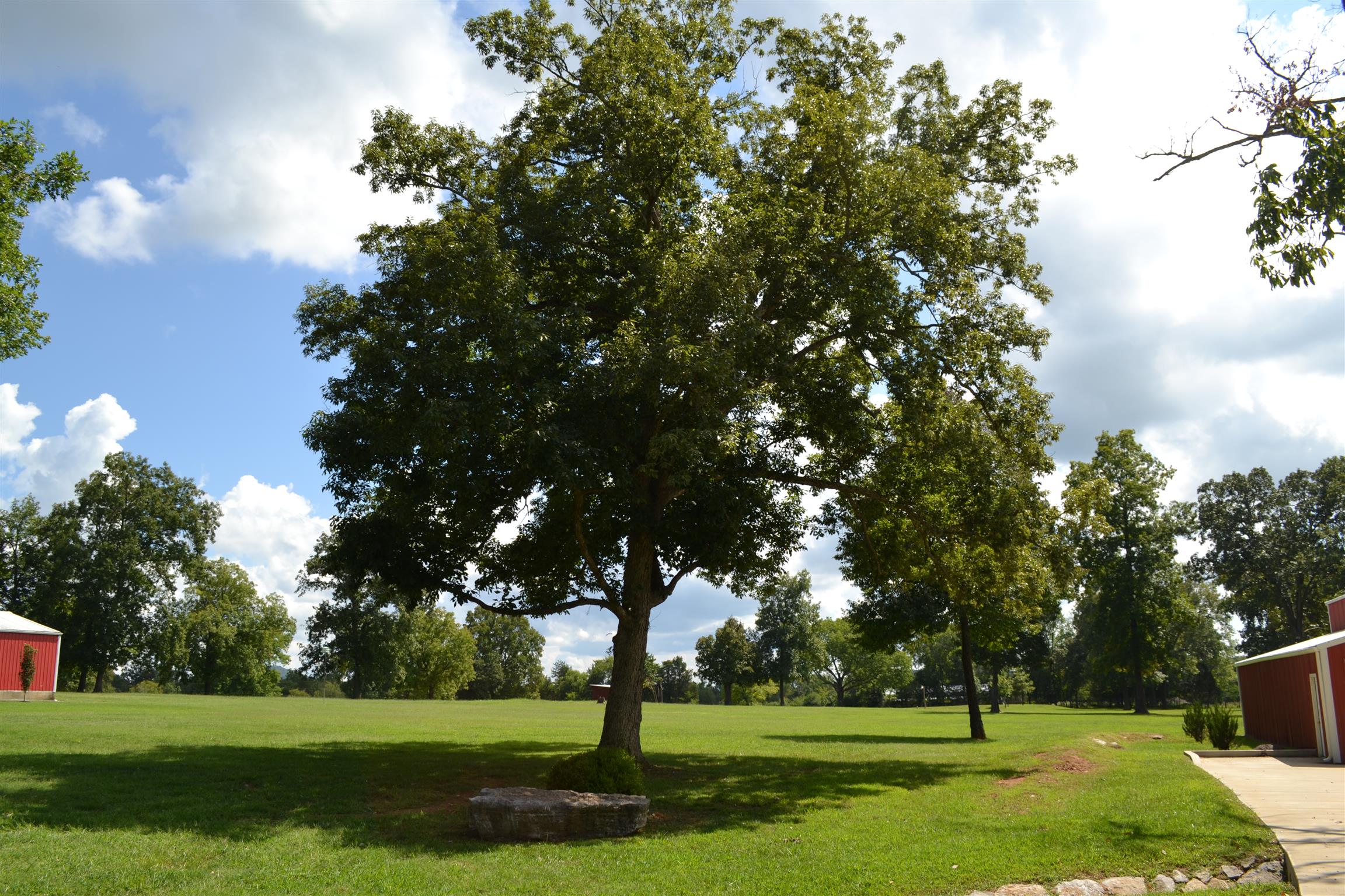340 Eastover Road Lebanon, TN 37090 - Photo 10 of 20 5.68 ACRES WITH BEAUTIFUL MATURE TREES WITH BARN WORKSHOP, GARAGE AND OFFICE AND STORM SHELTER ,