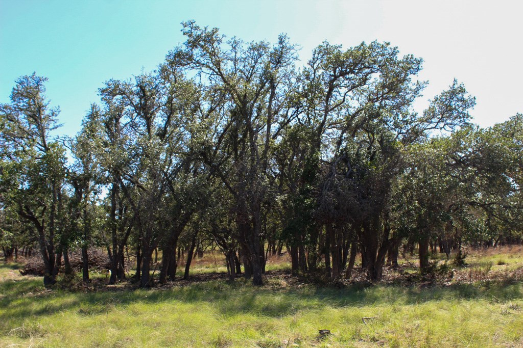202 Apache Trace Northwest Harper, TX 78631 - Photo 4 of 4