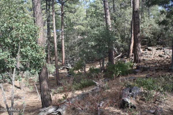 a view of a forest with trees