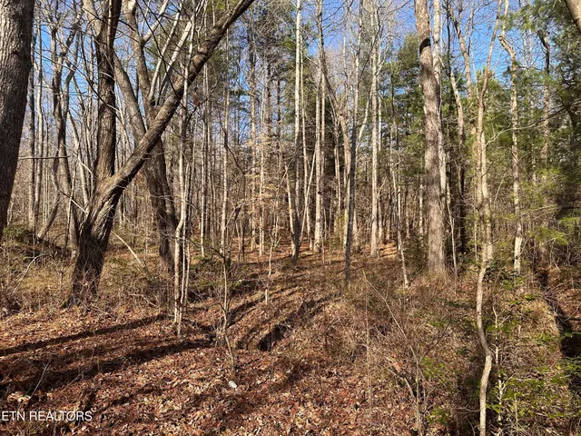 $160,000 | 14.56 Acres Highway, Robbins, TN 37852