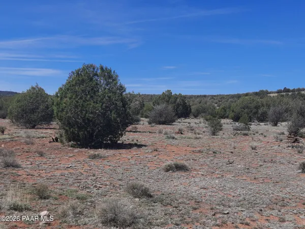 a view of a dry yard with lots of trees