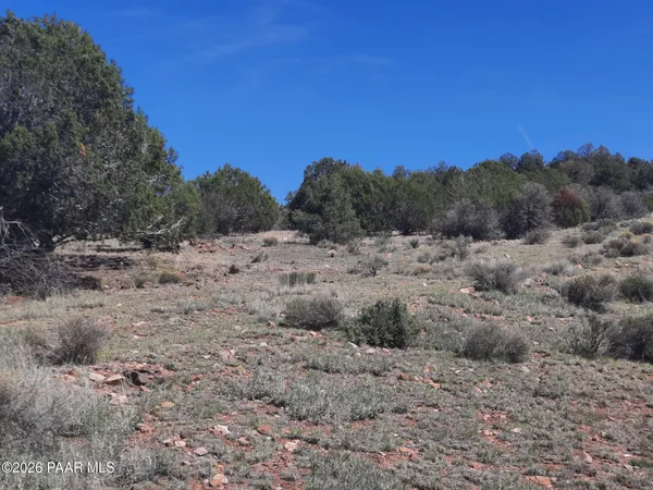 a view of a dry yard