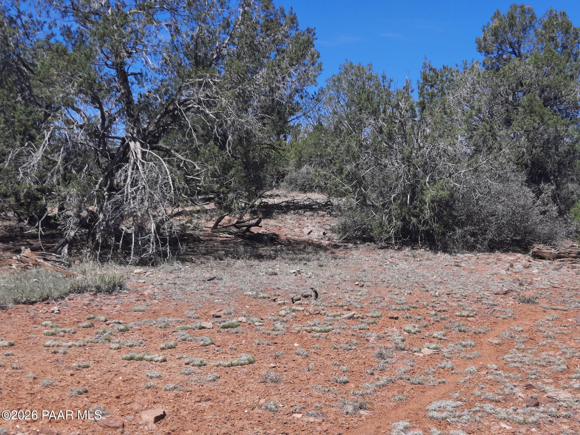 3 V Fort Rock Road Seligman, AZ 86337 - Photo 7 of 13 a view of a dry yard with trees
