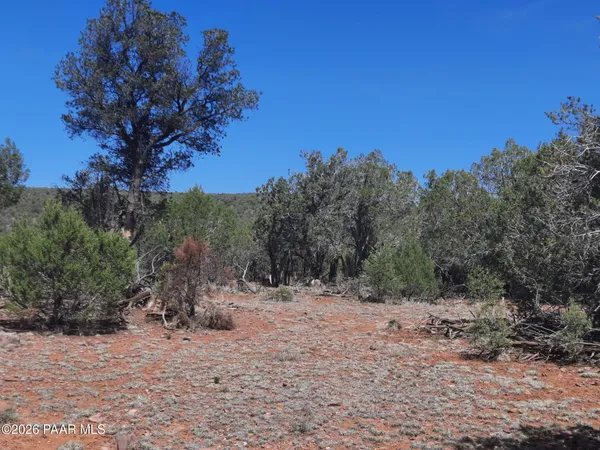 a view of a dry yard with trees